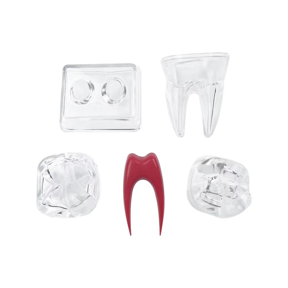 With Base Dental Anatomical Structure Tooth Disintegration Ornaments Practice Studying Tool