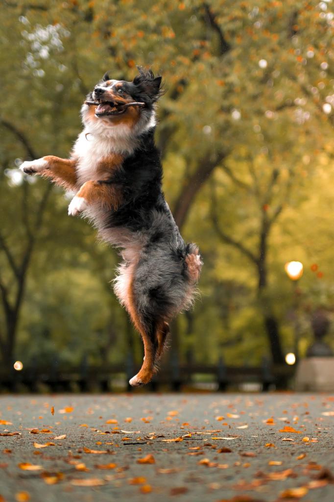 Nikon Z50II Mirrorless Camera Body