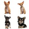 J541# Cute Chihuahuas Animal Sticker On The Car Vinyl Decal Waterproof Decoration Car Stickers