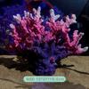Fish Tank Aquarium Small Ornaments Colorful Simulation Coral Water Artificial Plants Aquarium Decorations Accessories Gifts