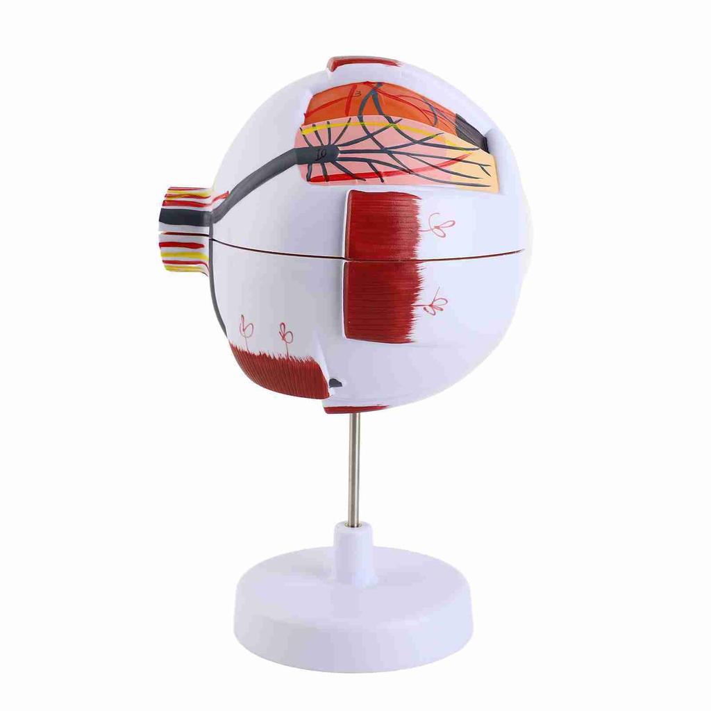 Eye Anatomy Model 6X Enlarged Strong PVC 7 Parts Easy Disassembly Human Eyeball Model for Teaching Education Decoration