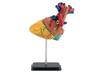 German Level Anatomical Model Heart Anatomy 02101 Plastic Model 1/2