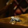 Brass Ant Figurine for Chic Home Decor