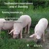 Замороженные нарезанные куски свиной ножки Lunan Shunfa