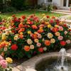 1000+ Mixed Multi-colored Climbing Roses - Vine Flowers, Suitable For Garden Decoration, Arched Fences, Flower Stands, And DIY Landscaping.