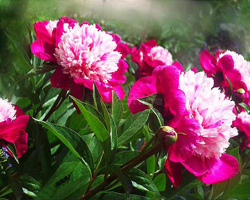 Полный квадратный/круглый алмазная живопись Деревенский дом Пейзаж Животное 5D Алмазная вышивка Мультфильм Городской уличный дом Стразы Мозаика Набор для рукоделия