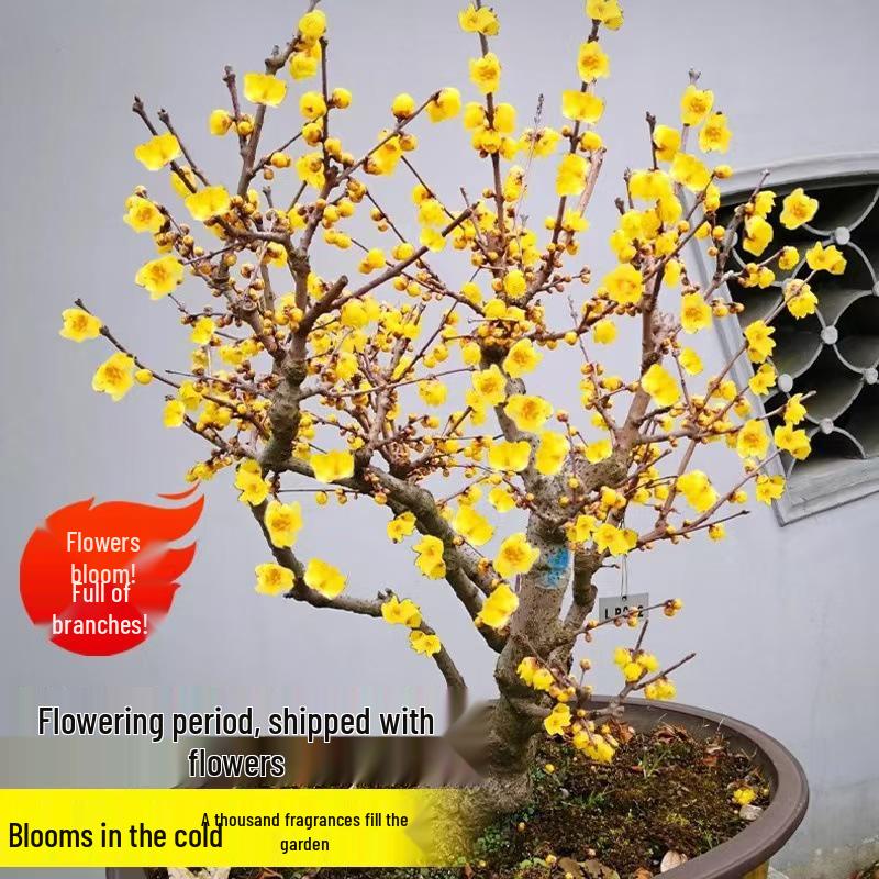 Cold-Resistant Winter Jasmine Bonsai with Old Trunk for Indoor or Balcony Decor - Red & Green All Season
