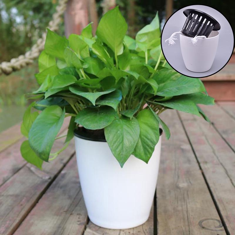 Automatic Water-Absorbing Succulent Flower Pot Hydroponic Basin Fleshy Flowerpot