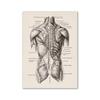 Vintage Human Anatomy Artwork Medical Wall Picture Muscle Skeleton Poster Canvas Art Print Education Hospital Pharmacy Paintings