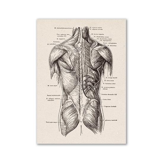 Vintage Human Anatomy Artwork Medical Wall Picture Muscle Skeleton Poster Canvas Art Print Education Hospital Pharmacy Paintings