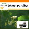 Garden in the Bag - Шелковица белая - 200 семян - С субстратом в подходящем пакете-стойке - Morus alba