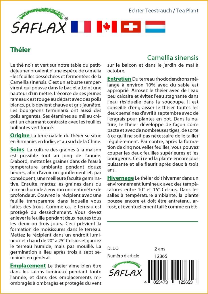 SAFLAX Чайное растение - 6 семян - С горшечным субстратом для лучшего выращивания - Camellia sinensis