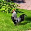 Chicken Ornaments Double-Sided Yard Art Decor Garden Sculptures Printing Outdoor Realistic Rooster Statues Acrylic