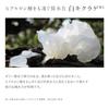 Domohorn Wrinkle Moisture Basic (Увлажняющая жидкость 120 мл примерно на 60 дней Защитная эмульсия 100 мл 70 дней) Лосьон High Skincare