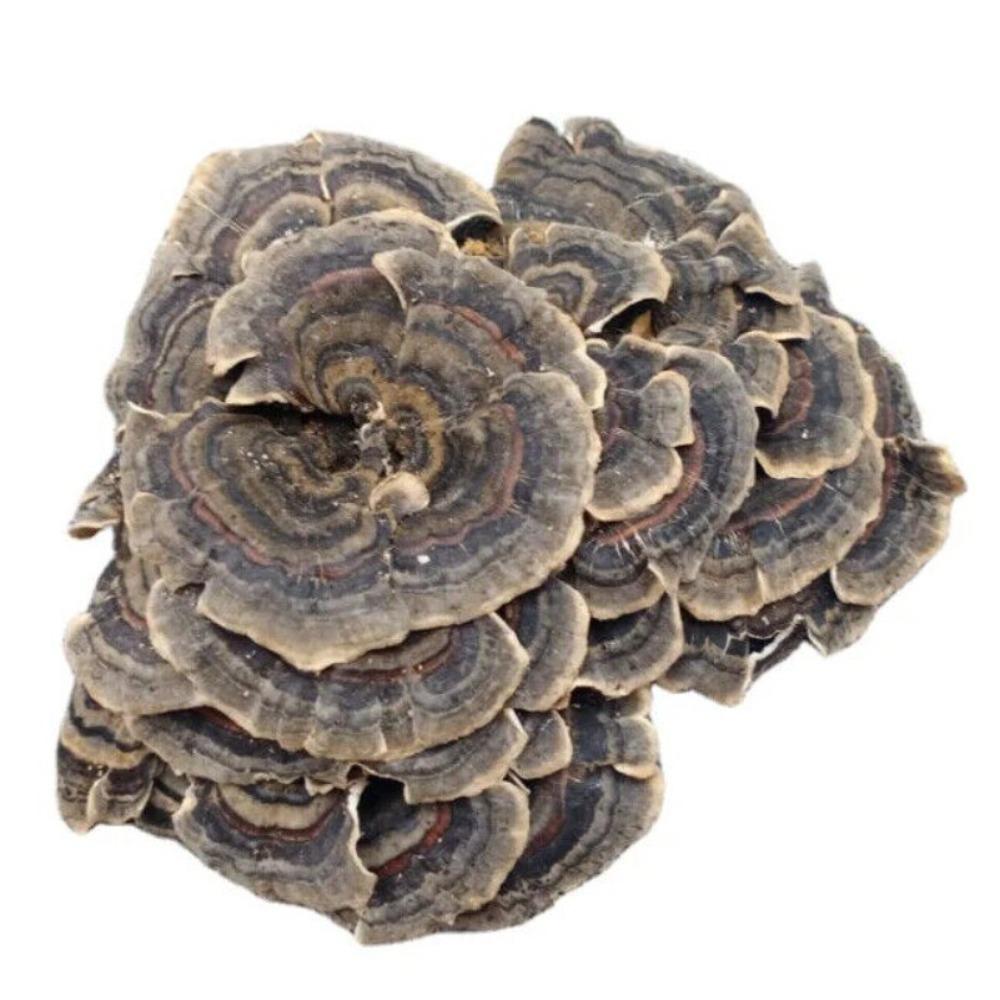 Органический чай из гриба Рейши (Turkey Tail) Травяной чай Натуральная поддержка энергии 500 г