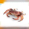 Marine Life Crab Replica For Kids Learning Aquarium Decoration Pvc Collectible