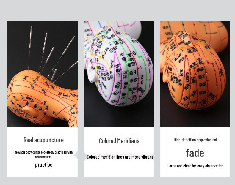 50СМ Прозрачная Модель Меридианов Человеческого Тела - Мужская и Женская Традиционная Китайская Медицина Точки Акупунктуры.