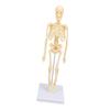 Human Skeleton Model Articulated Joint Removable Exquisite Craft Anatomy Human Body Skeleton Model for School Education Holiday Decoration
