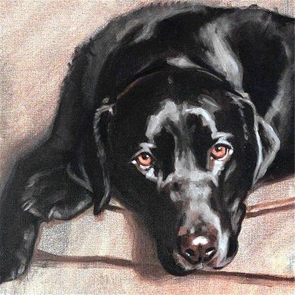 50x50 см 5D алмазная живопись полная квадратная бабочка Алмазная вышивка животные вышивка крестиком ремесленная художественное украшение дома