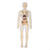 Инструмент для изучения анатомии в классе со съемными частями органов