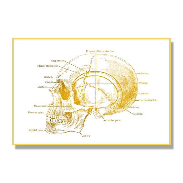 Структура костной ткани органов человека Плакат Золотой скандинавский ретро стиль Картина на холсте Гостиная Настенные художественные принты Современный домашний декор Без рамки
