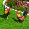 Stereoscopic Rooster Cards Acrylic Kid Toy Cute Inserting Cards  Yard Art
