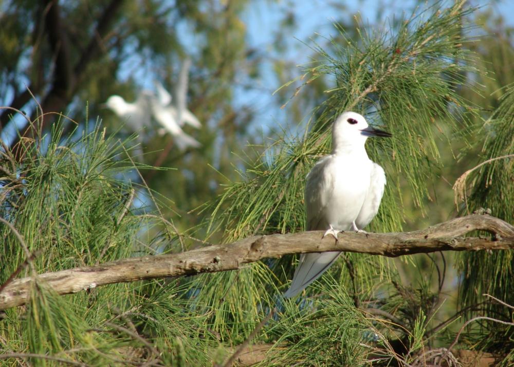 SAFLAX Хвощ полевой - 200 семян - Casuarina equisetifolia
