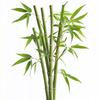 15 Giant Bamboo Seeds - SemiWild Permaculture