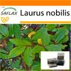 Garden in the Bag - Лавр - 6 семян - С субстратом в подходящем пакете - Laurus nobilis