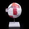 Human Anatomical Natural Eyeball Model Medical Learning Aid Teaching Instrument IBU