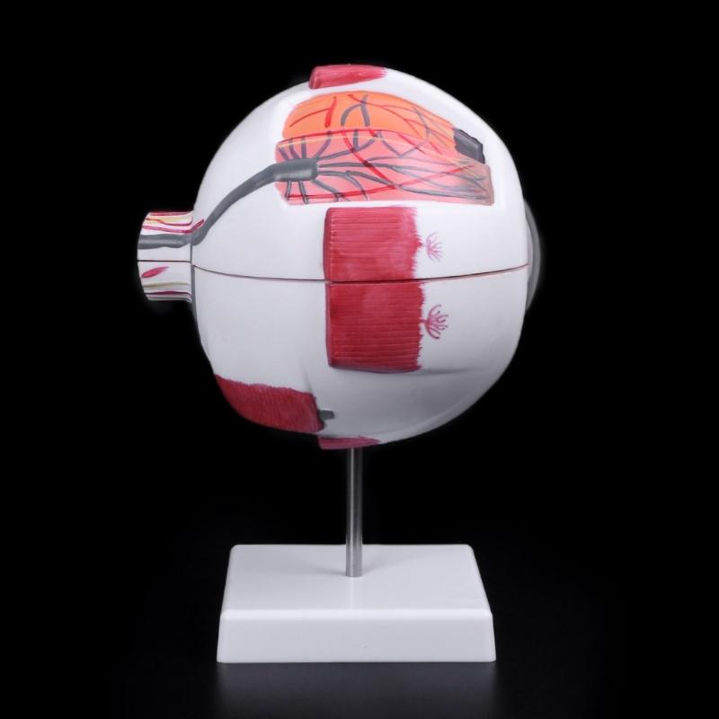 Human Anatomical Natural Eyeball Model Medical Learning Aid Teaching Instrument IBU