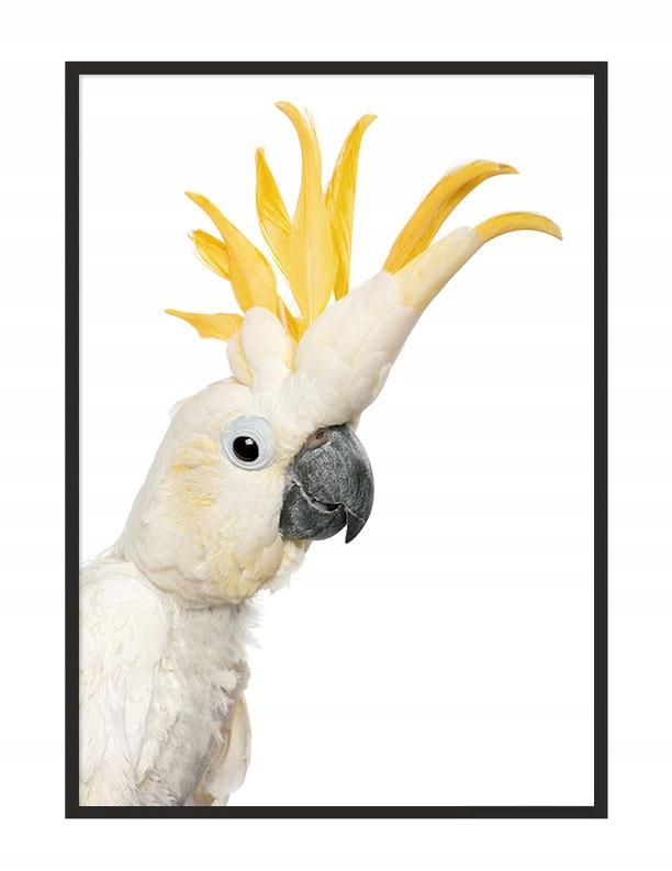Picture poster In a frame 53x73 cm Cockatoo P1002