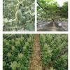 Сверхпрочная эластичная сетка для поддержки вьющихся растений, решетчатая сетка, ограждение для палатки