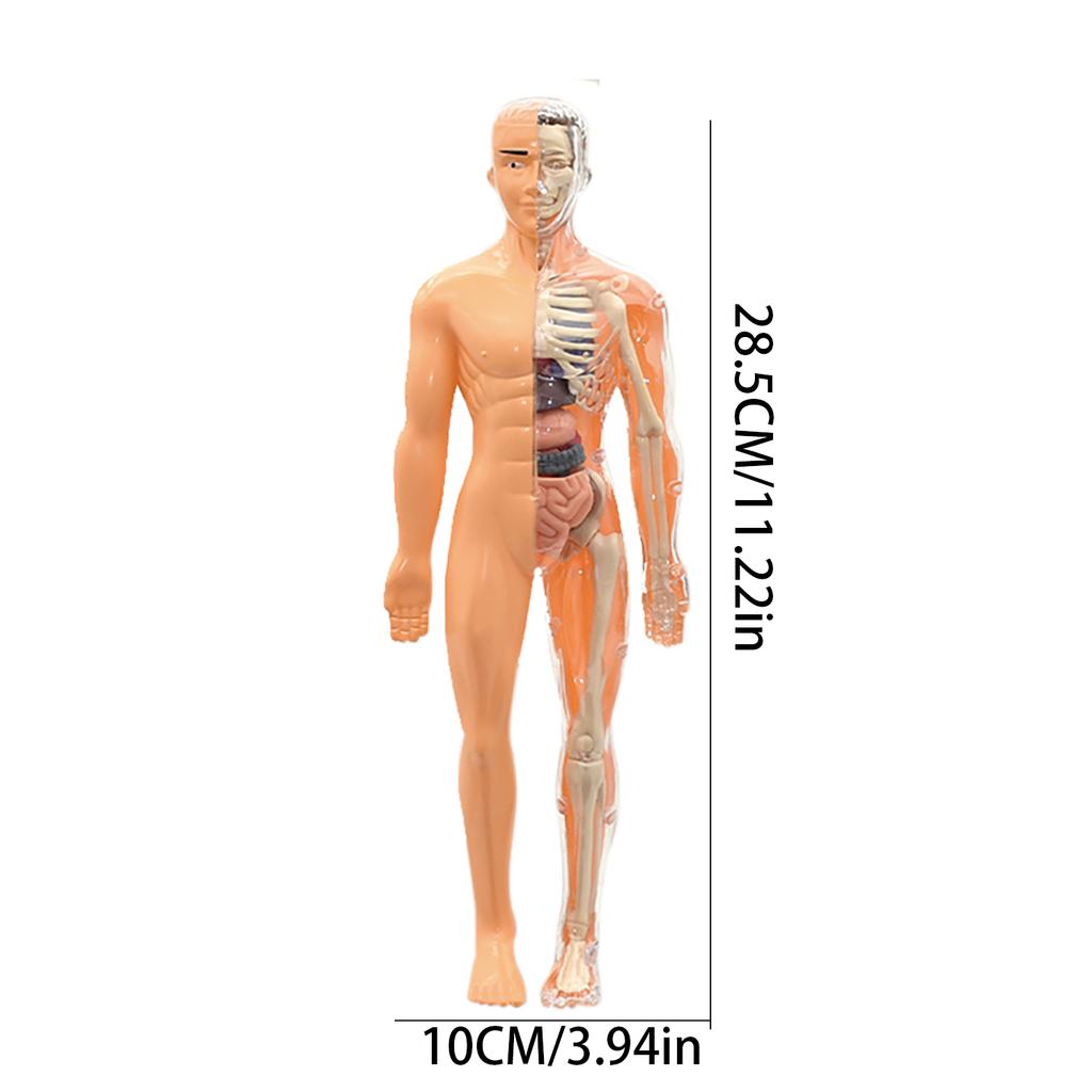 Human Body Model, Children'S Toy, Stem, Cognitive Science And Education, Puzzle Organ Assembly, Skeleton Toy