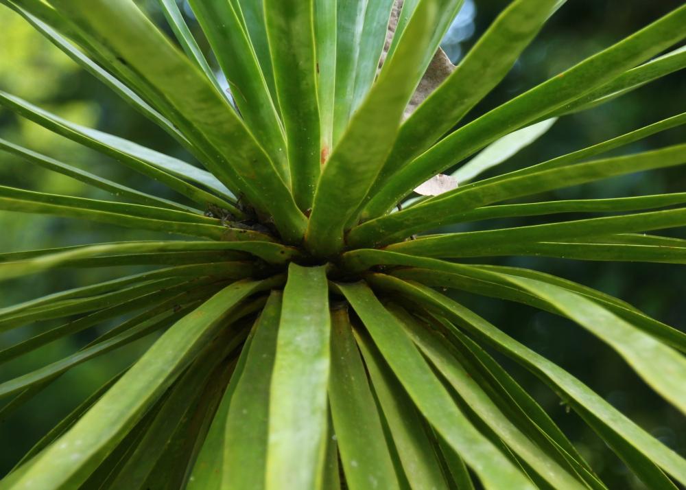 SAFLAX Драконово дерево - 5 семян - Dracaena Draco