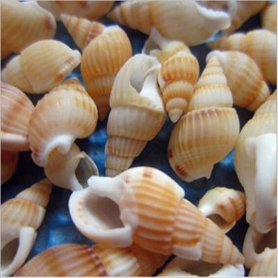 Ракушки для дизайна аквариума