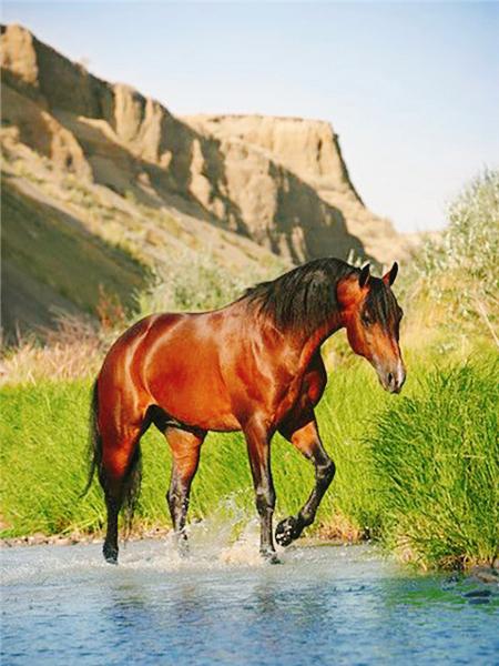 Алмазная картина лошадь картина из стразов полная квадратная алмазная вышивка животное вышивка крестом мозаичный декор для дома