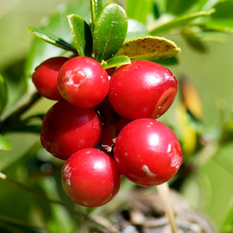 Интенсивный антивозрастной крем для век Core Firming Eye Cream 20 мл Напрямую управляется Isoi