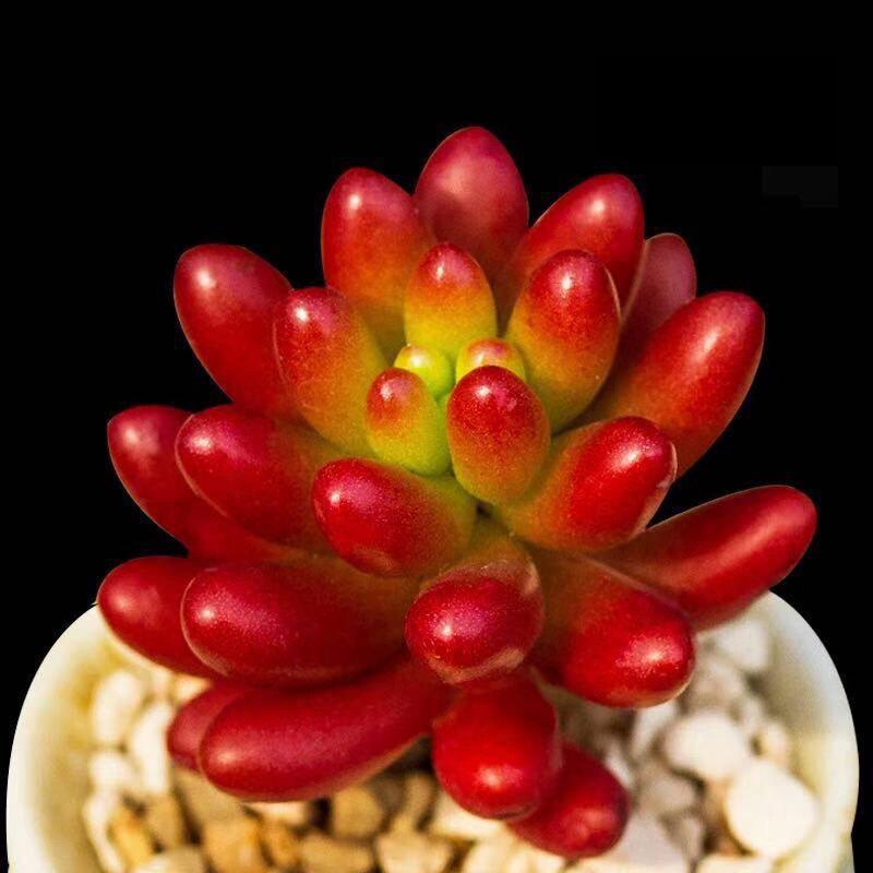 Rainbow Jade Variegated Succulent: Easy Indoor Potted Plant for Beginners
