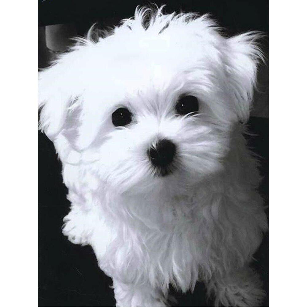 5D DIY алмазная живопись Зебра полная квадратная круглая дрель вышивка крестиком животное Алмазная вышивка распродажа мозаичный комплект ремесел домашний декор