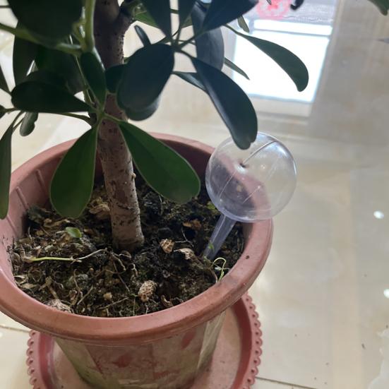 12 шт., прозрачные автоматические шарики для полива растений, простая установка, легкое заполнение, домашние и уличные растения, самостоятельные