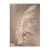 Hay Reed Wall Art Натуральный постер и принты Ветряная мельница Закат Скандинавская картина на холсте для спальни Настенная картина Украшение картин