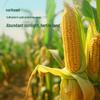 Ruibaofeng Non-GMO Cold-Pressed Corn Oil