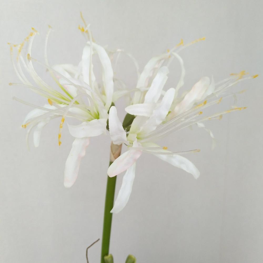 Паучьи лилии, искусственные цветы, шелковый псевдоликорис, букет, имитация Маньчжушахуа, домашний декор