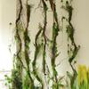 Retro Style Bionic Fake Plants: Withered Vines for Indoor Forest Decor