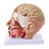 Human Anatomy Head Skull Brain Cerebral Artery Anatomical Model For Teaching