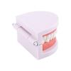 Demonstration Dental Teaching Teeth Model Denture Model Flesh Pink Gums Standard Teeth Model