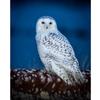 DIY Owl 5D Diamond Painting Animal Diamont Embroidery Mosaic Cross Stitch Full Round Drill Resin Home Decor Manual Gift