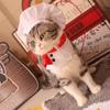 Adjustable Chef Hat Set Cute Cat Transformation Dress Creative Cat Cosplay Hat Photo Decoration