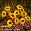 Outdoor Solar Sunflower LED Lawn Lights - Decorative Flower Ground Stakes